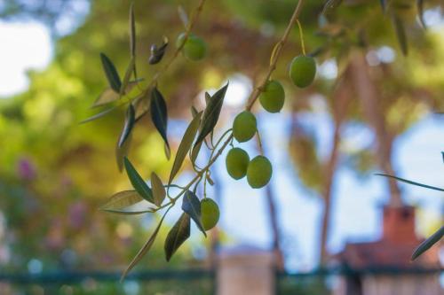 Imagen general del 7 Olives Apartments. Foto 11