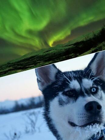 Imagen general del Abisko net Hostel & Huskies. Foto 15