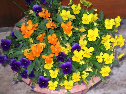 Imagen general del Acquamarina Hotel. Foto 7