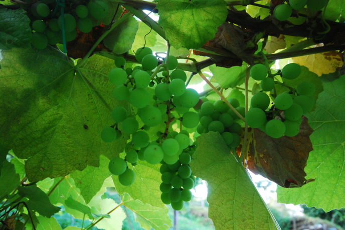 Imagen de los exteriores del Agriturismo Al Marnich. Foto 16