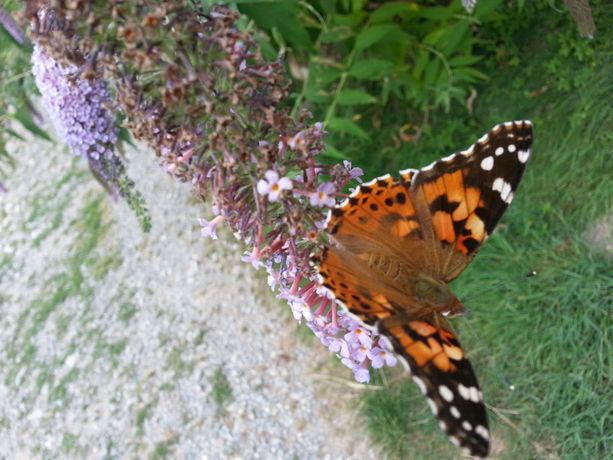 Imagen general del Agriturismo Al Marnich. Foto 3