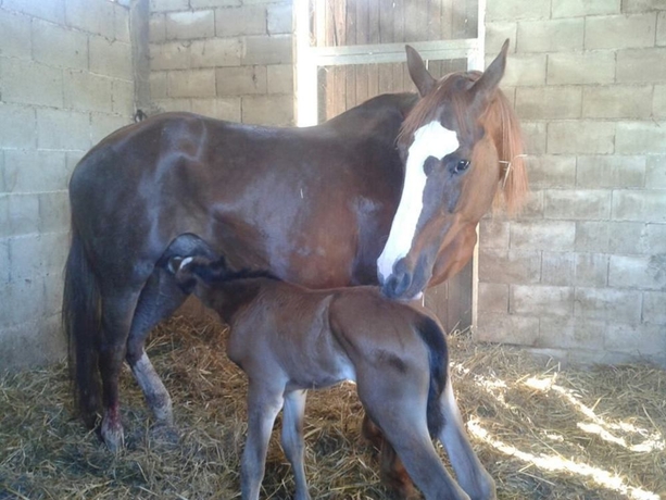 Imagen general del Agriturismo Il Capannaccio. Foto 3