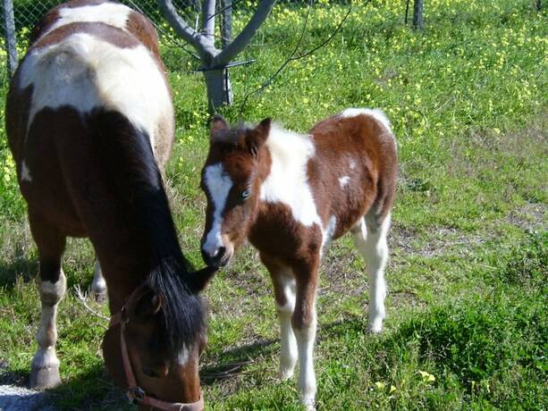 Imagen general del Agriturismo Il Maresciallo. Foto 7
