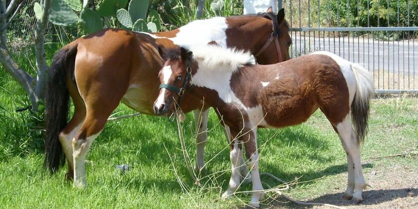 Imagen general del Agriturismo Il Maresciallo. Foto 20