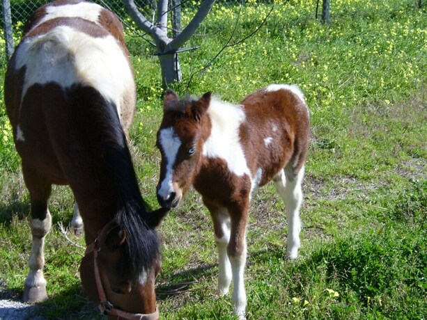 Imagen general del Agriturismo Il Maresciallo. Foto 4