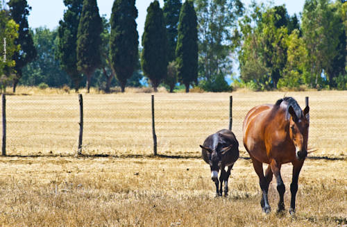 Imagen de la habitación del Agriturismo Podere Giulio. Foto 6