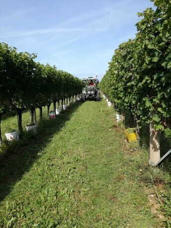 Imagen general del Agriturismo Tonutti. Foto 13