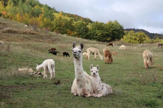 Imagen general del Agriturismo Villaggio Eden. Foto 3