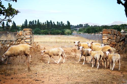 Imagen general del Agroturismo Can Pere Rei. Foto 7