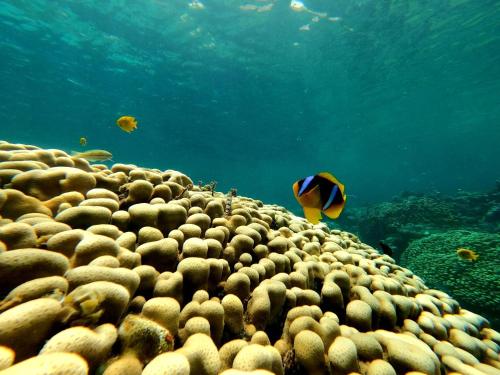 Imagen general del Al Khalil Beach Camp. Foto 2