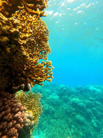 Imagen general del Al Khalil Beach Camp. Foto 3