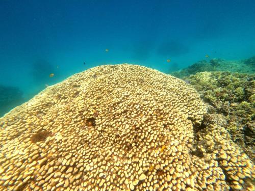 Imagen general del Al Khalil Beach Camp. Foto 6