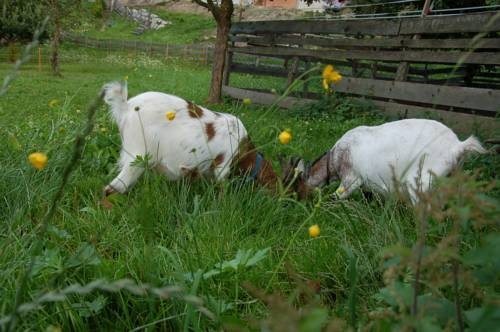 Imagen general del Albeinelerhof. Foto 5