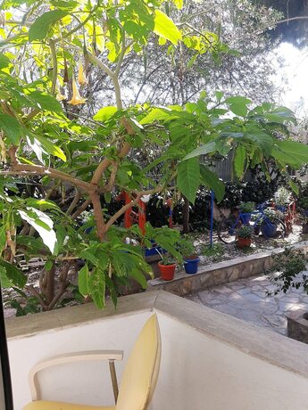 Imagen de la habitación del Ali\'s Hotel Beach. Foto 20