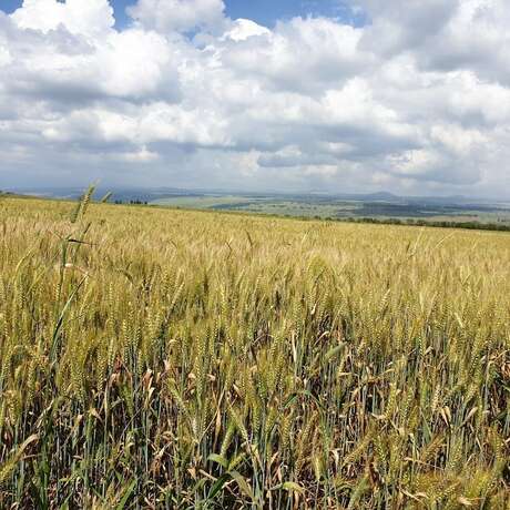 Imagen general del Aloney HaBashan - Guest Village. Foto 13