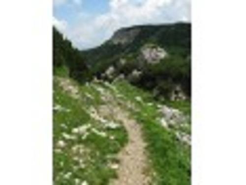 Imagen general del Alpbach Bergwald. Foto 38