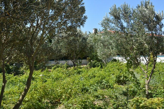 Imagen general del Anatolia Butik Otel. Foto 8