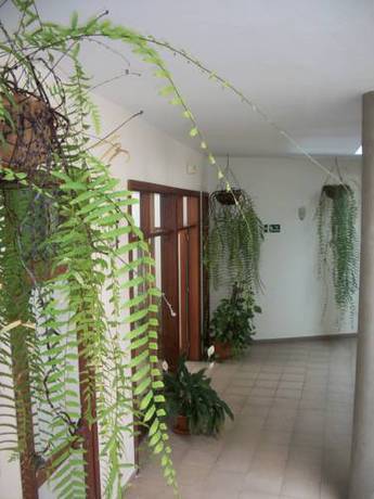 Imagen de la habitación del Aparthotel Triana Ii. Foto 10