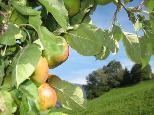 Imagen general del Appartment Sattlerhof. Foto 5