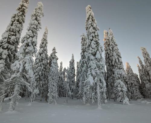 Imagen general del Arctic Nest. Foto 4