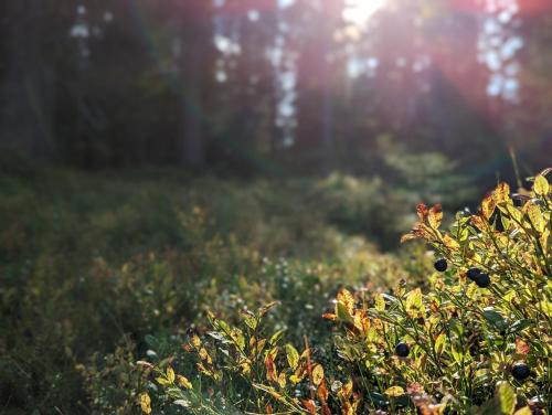 Imagen general del Arctic Nest. Foto 8