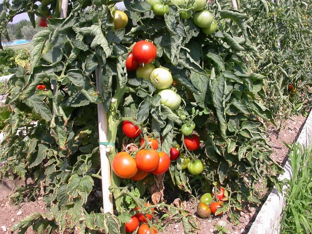 Imagen de los exteriores del Arriga Alta. Foto 18