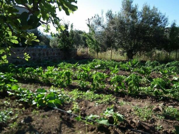 Imagen general del Assos Elia Motel. Foto 11