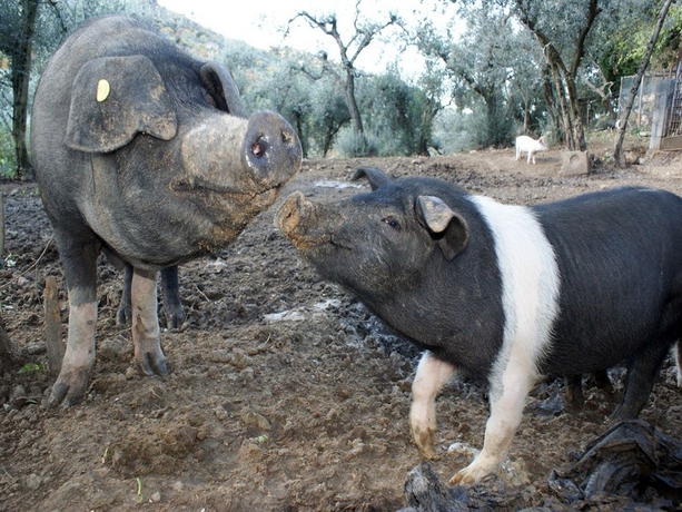 Imagen de los exteriores del Azienda Agricola Il Bagolaro. Foto 8