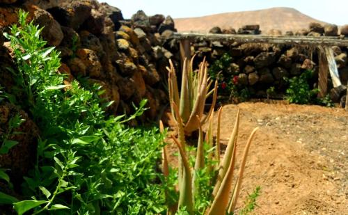 Imagen de los exteriores del BACK TO NATURE. Luxury Glamping Corner. Foto 8