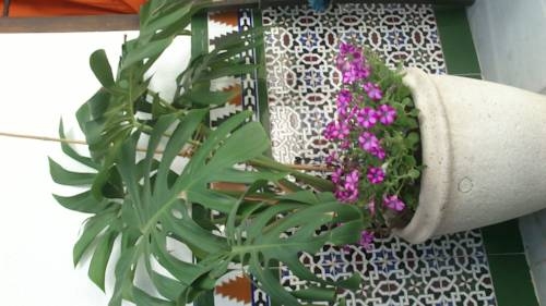 Imagen general del Backpacker Al-katre. Foto 7