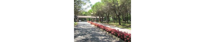 Imagen general del Belvedere Pineta Camping Village. Foto 3