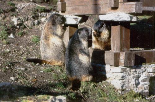 Imagen general del Berghotel Grimselblick. Foto 4