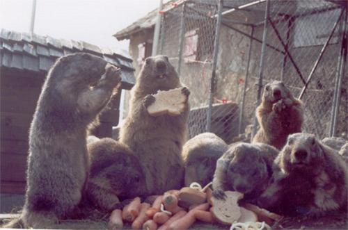 Imagen general del Berghotel Grimselblick. Foto 5