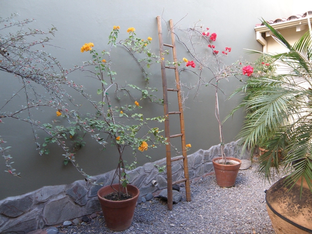 Imagen de los exteriores del Bloomers. Foto 9