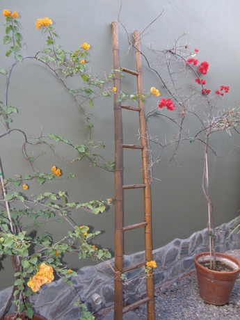 Imagen de los exteriores del Bloomers. Foto 10