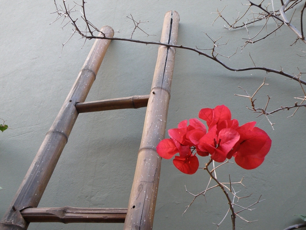 Imagen de los exteriores del Bloomers. Foto 11