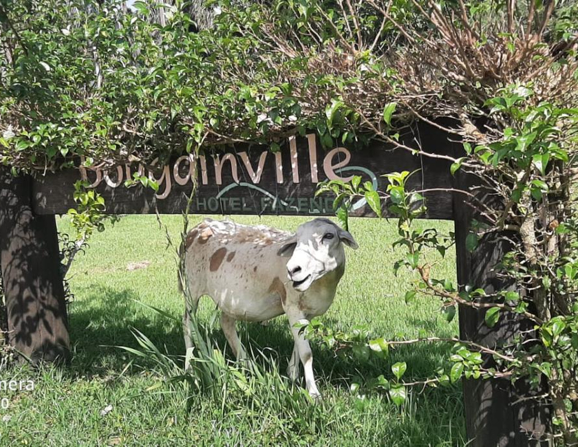 Imagen general del Bougainville Hotel Fazenda. Foto 2