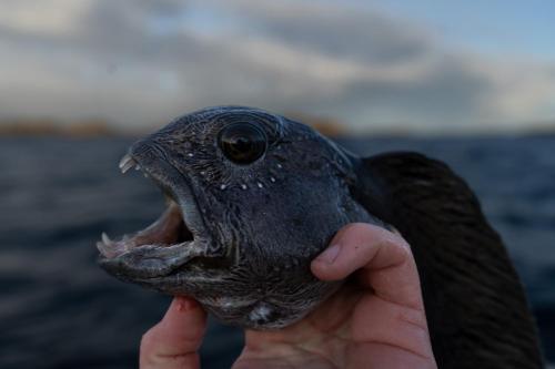 Imagen general del Bud Camping. Foto 4