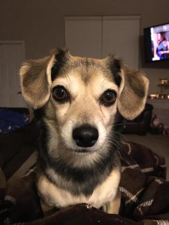 Imagen de la habitación del Budget Lodge. Foto 9