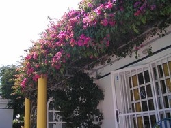 Imagen de los exteriores del Bungalows Laura. Foto 2