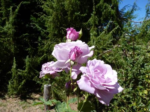 Imagen general del Bungalows Limanhue. Foto 21