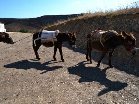 Imagen general del Burro Ville. Foto 5