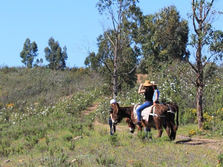 Imagen general del Burro Ville. Foto 9