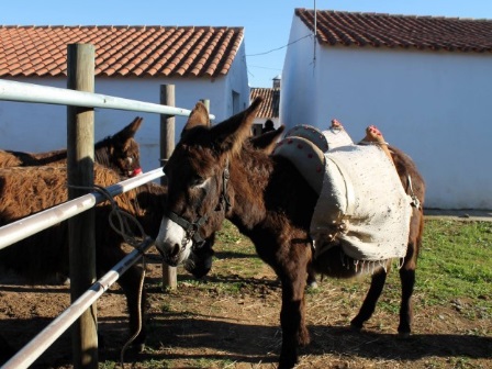 Imagen general del Burro Ville. Foto 21