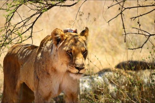 Imagen general del BushTime Mabula. Foto 4