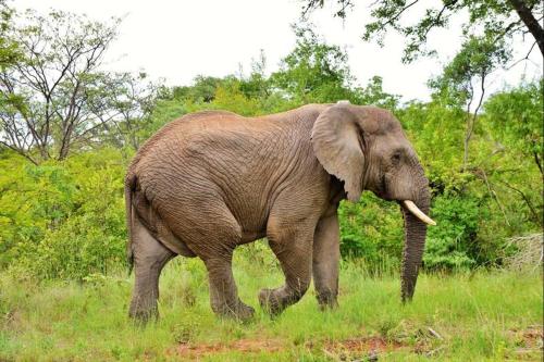 Imagen general del BushTime Mabula. Foto 6