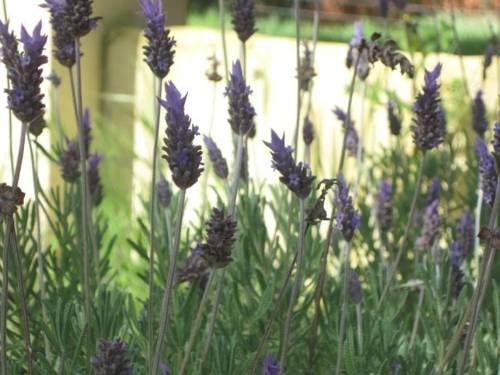 Imagen general del Caba&ntilde;as Entreverdes. Foto 14