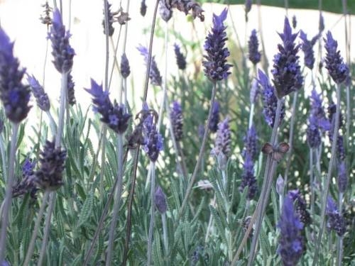 Imagen general del Caba&ntilde;as Entreverdes. Foto 15