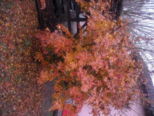 Imagen general del Caba&ntilde;as Las Lavandas en Pilar. Foto 7