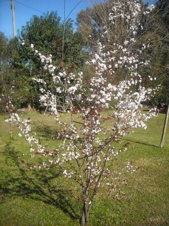 Imagen general del Caba&ntilde;as Las Lavandas en Pilar. Foto 9